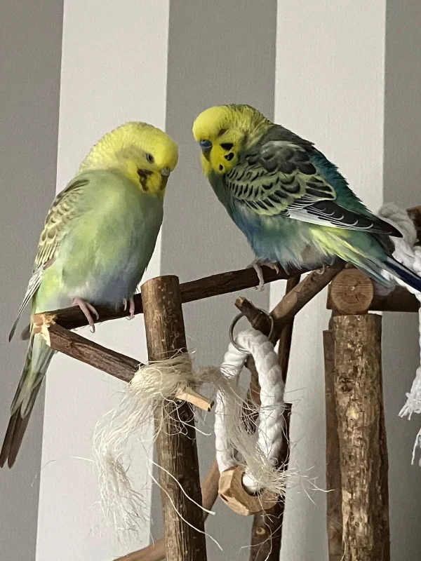 Wellensittich-Bild: Bubi und Bubiliene beim entspannen.