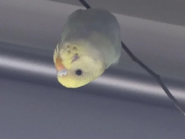 Wellensittich-Bild: Welli der wie eine Fledermaus vom Ast hängt.