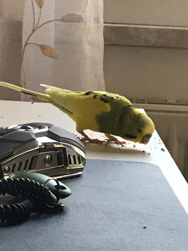 Wellensittich-Bild: Mein Welli hat die Hirse auf den Schreibtisch gesehen und ist hin geflogen.