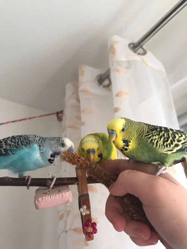 Wellensittich-Bild: Billi, Pauli, und Babsi beim Hirse fressen. 