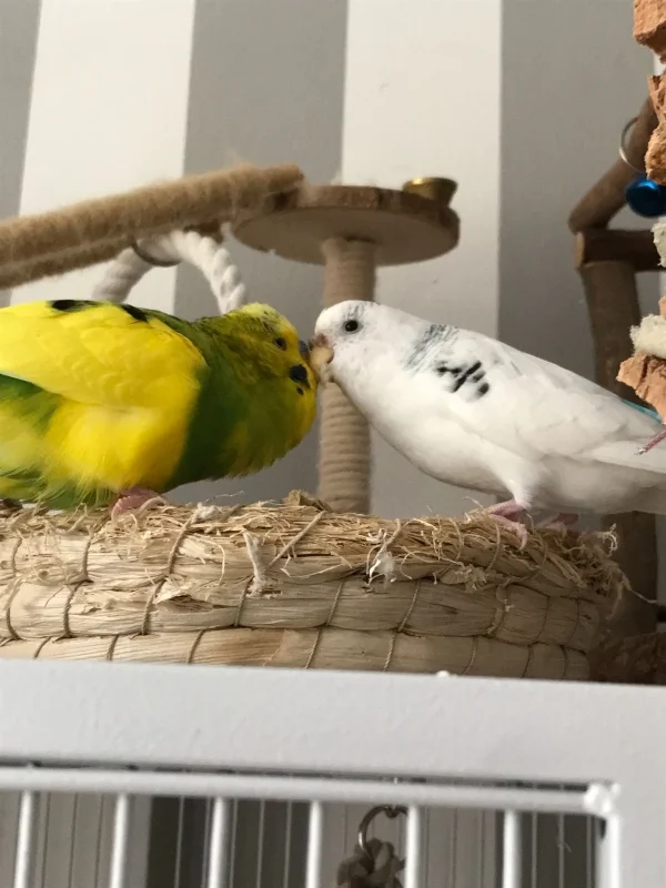Wellensittich-Bild: Meine Wellis Eli und Babsie beim spielen in der Spielkiste.