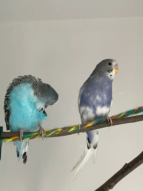 Wellensittich-Bild: Billi und Fibi sind gute Freunde die immer gerne neben einander sitzen.