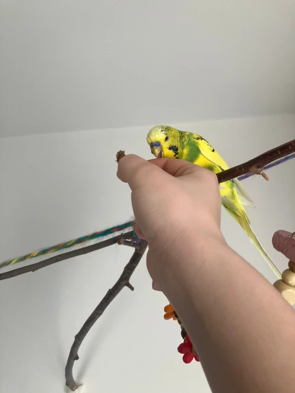 Wellensittich-Bild: Mein Welli Babsie pflegt mich obwohl ich ihn mit Hirse füttern wollte.