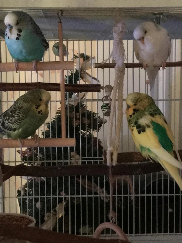 Wellensittich-Bild: Eli, Babsie, Pauli und Billi auf ihren Schlafschaukeln.