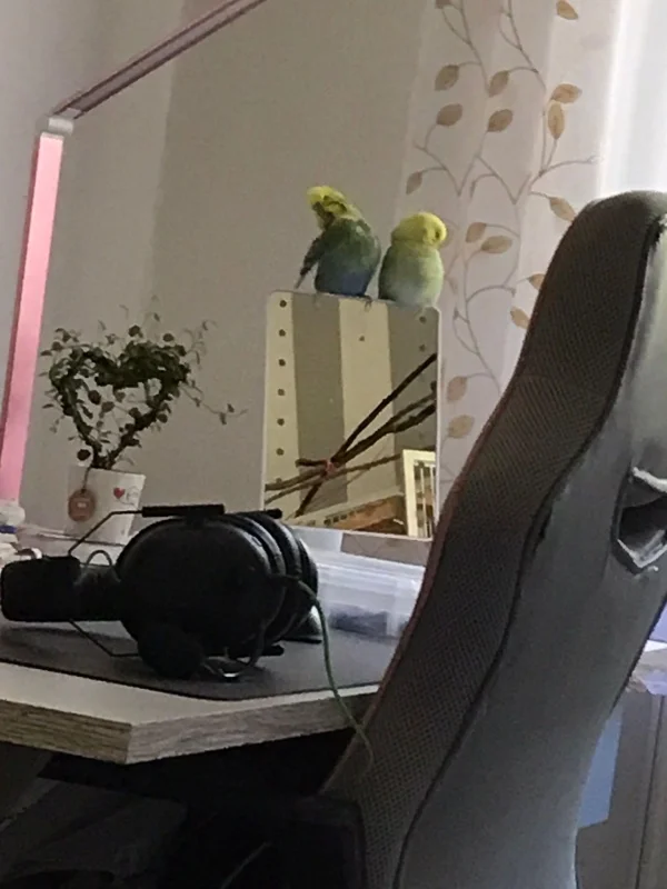 Wellensittich-Bild: Meine Wellis haben es sich auf einem Spiegel bequem gemacht.