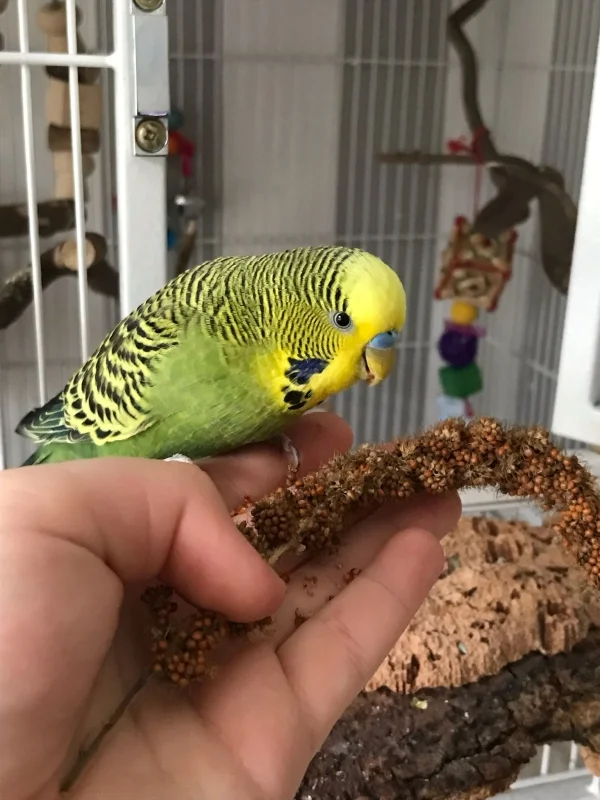 Wellensittich-Bild: Pauli ist auf meiner Hand und frisst Hirse