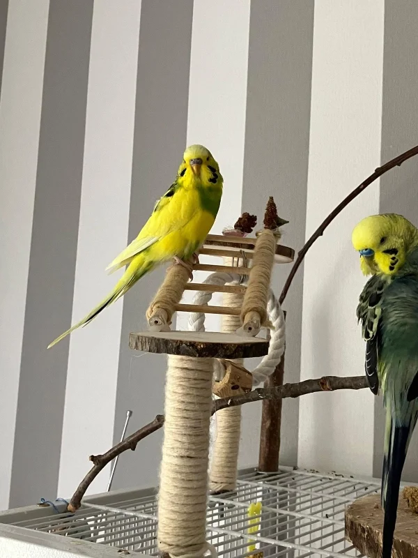 Wellensittich-Bild: Babsie und Wellensittich Freund Bubi beim genießen.
