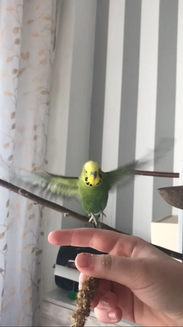 Wellensittich-Bild: Wellensittich Puli beim fliegen