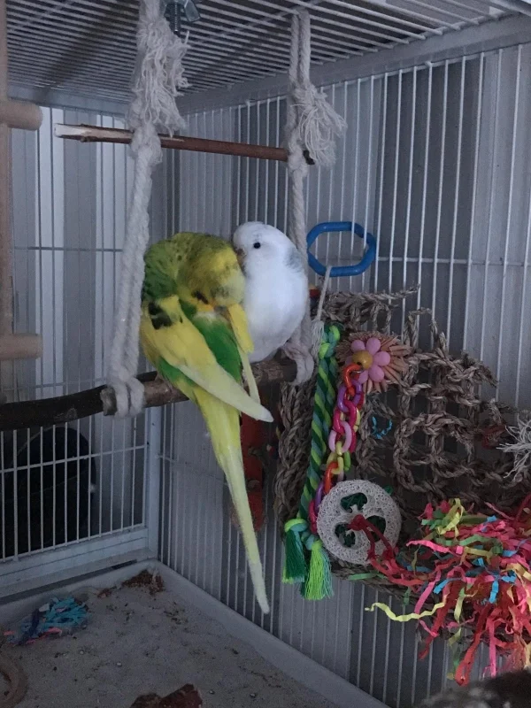 Wellensittich-Bild: Eli und Basbsie sitzen nebeneinander und putzen sich