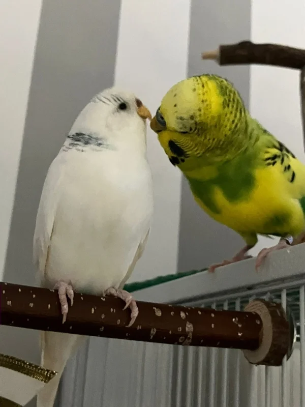Wellensittich-Bild: Eli und Babsi, das süße Paar