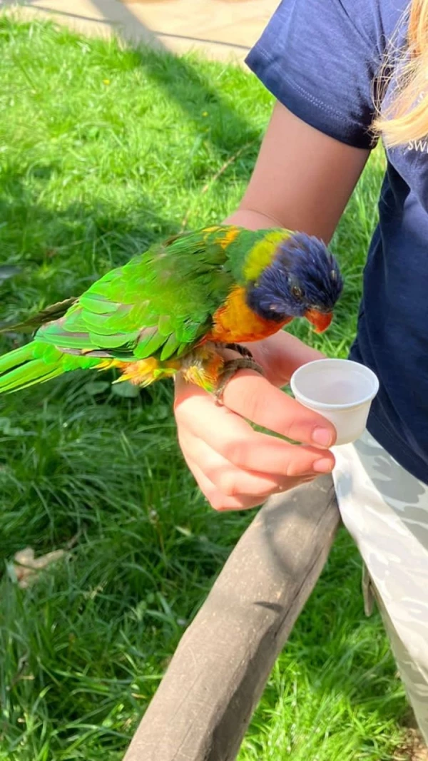Wellensittich-Bild: Ein Vogel aus dem Tierpark sitzt auf meiner Hand.