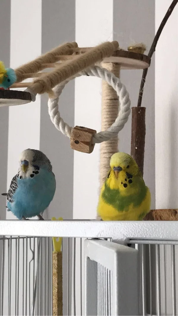 Wellensittich-Bild: Meine Wellis beim rumsitzen und beim entsannen und Zeit genießen.