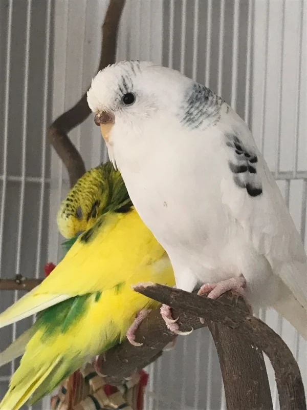 Wellensittich-Bild: Eli und Babsie sitzen nebeneinander und das Bild ist wirklich schön geworden.