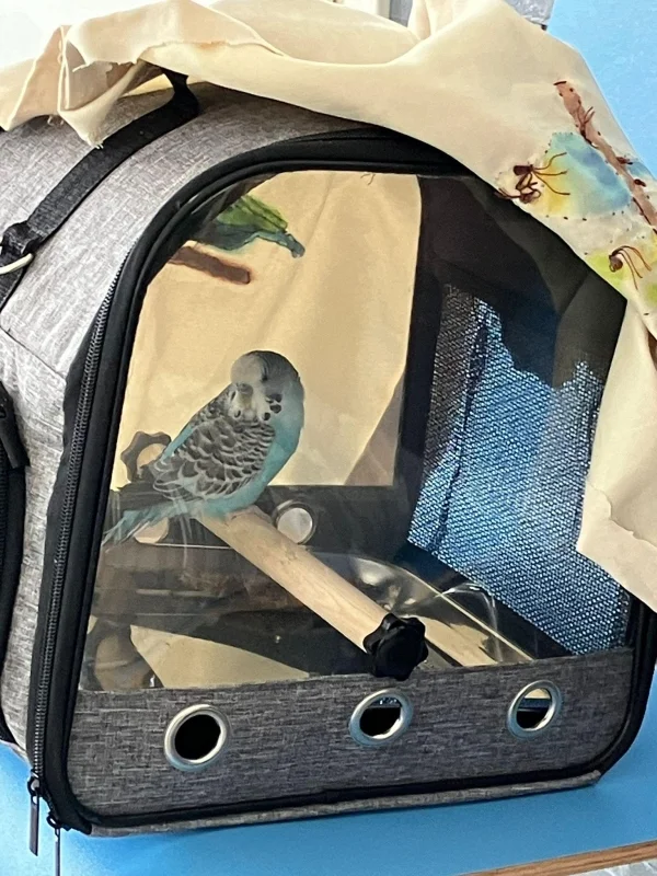 Wellensittich-Bild: Billi muss zum Tierarzt und sitzt in einer Transportbox.