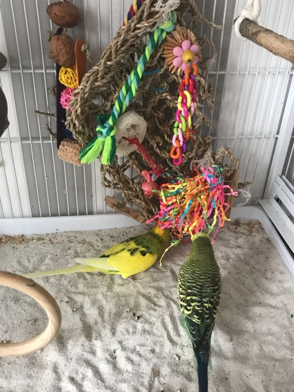 Wellensittich-Bild: Babsie und Pauli an ihrem Spieleteppisch.