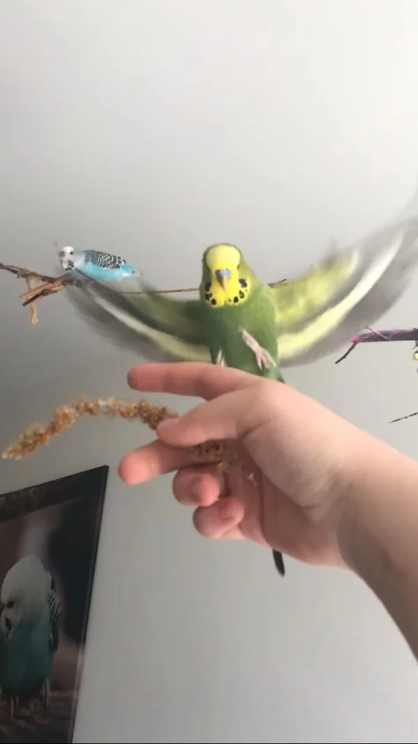Wellensittich-Bild: Wellensittich Puli beim fliegen