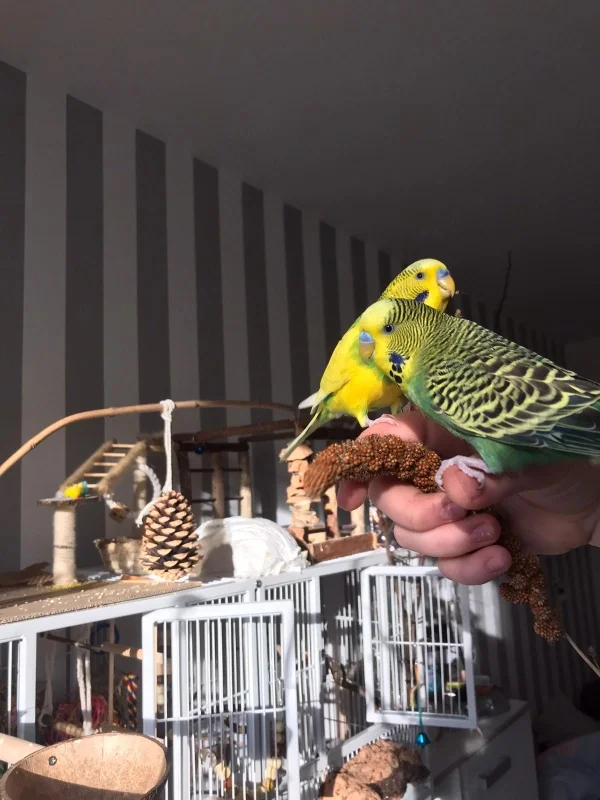 Wellensittich-Bild: Babsi und Pauli beim Hirse fressen.