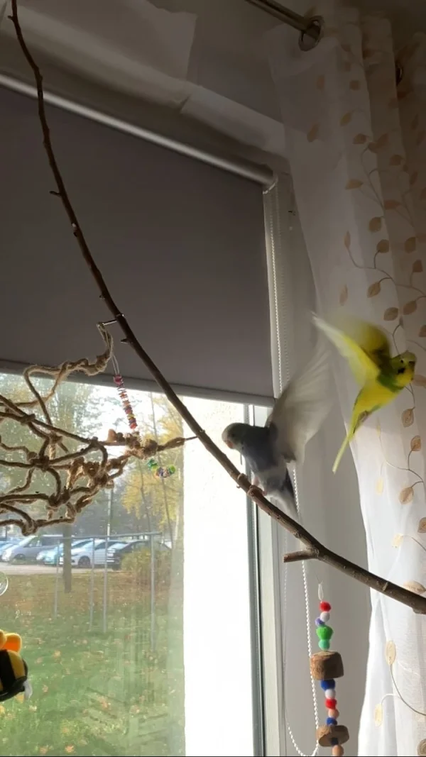 Wellensittich-Bild: Fibi und Babsie beim fliegen fotografiert.