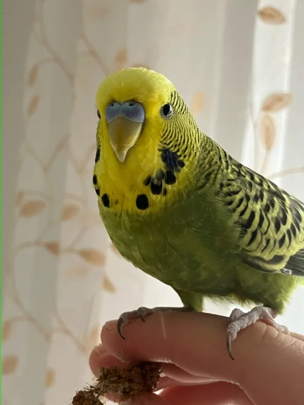 Wellensittich-Bild: Mein Welli Pauli beim sitzen auf meiner Hand.