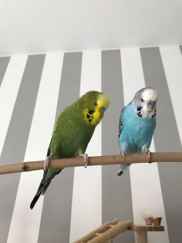 Wellensittich-Bild: Billi und Pauli sitzen draußen und kucken mich an.