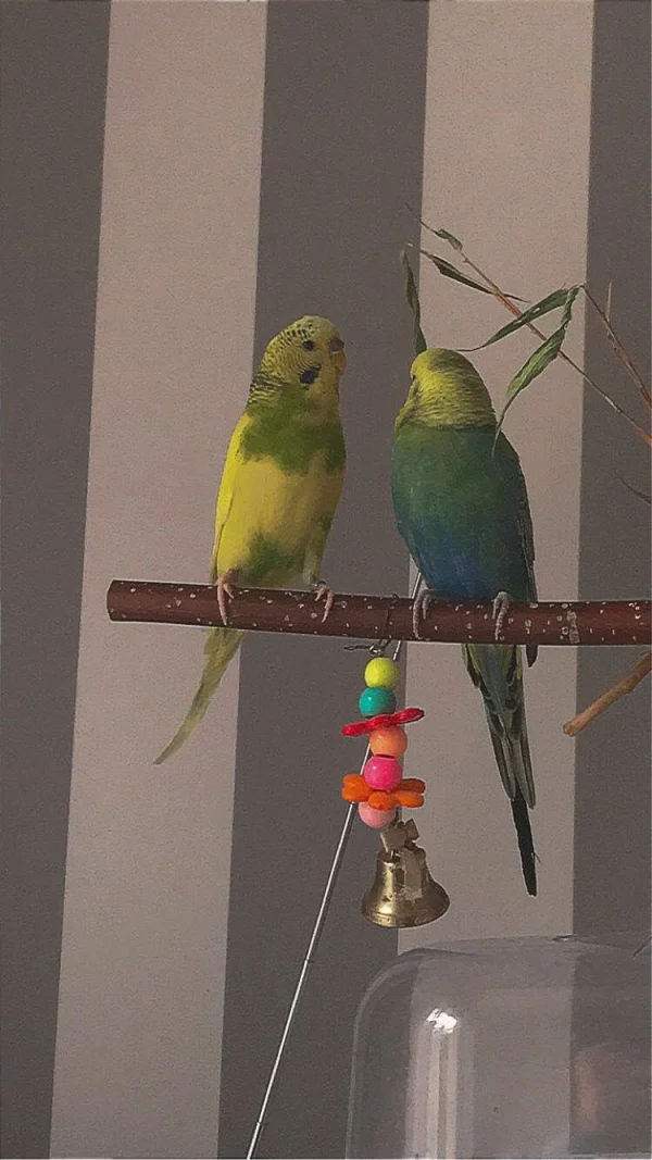 Wellensittich-Bild: Meine Wellis Bubi und Babsie sind sehr gute Freunde und sitzen oft zusammen auf einem Ast.