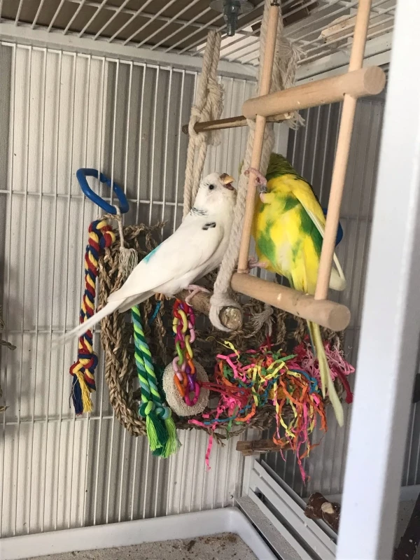 Wellensittich-Bild: Eli und Babsie pflegen sich gegenseitig.