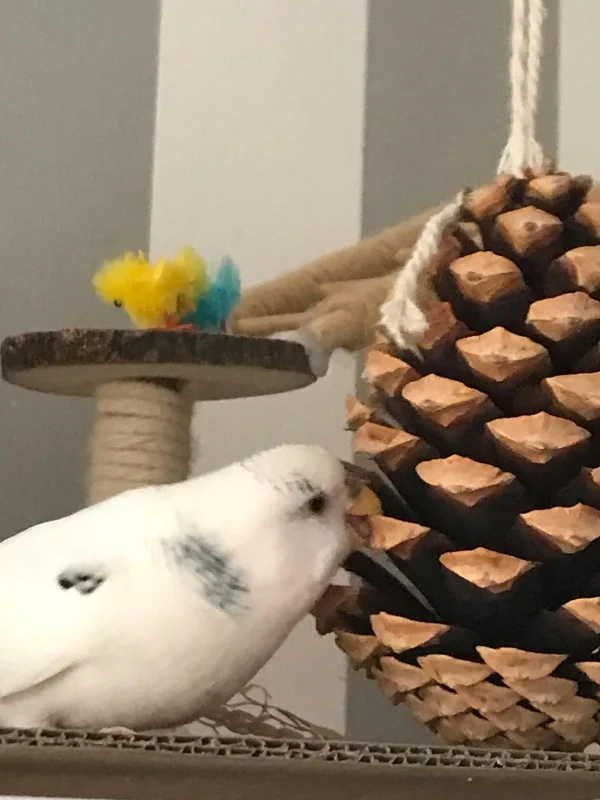 Wellensittich-Bild: Wellensittich Eli spielt mit dem Tannenzapfen und knabbert an ihm.