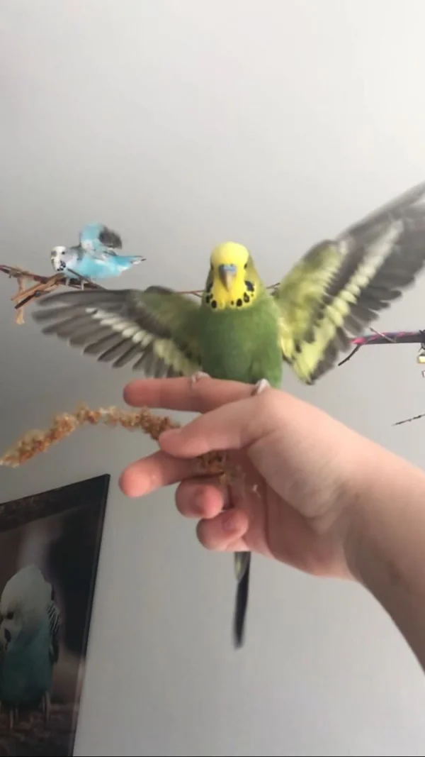 Wellensittich-Bild: Wellensittich Pauli beim fliegen.