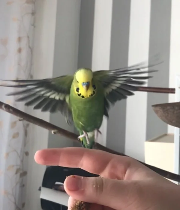Wellensittich-Bild: Wellensittich Pauli beim fliegen.