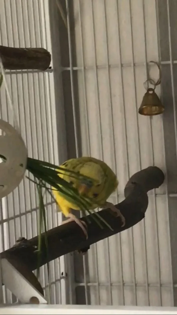 Wellensittich-Bild: Babsie frisst gerne Gras, wie man auf diesem Bild sehen kann