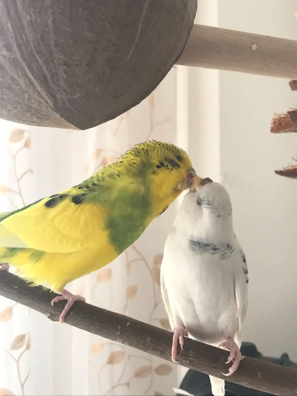Wellensittich-Bild: Die Wellis Eli und Babsie füttern sich gegenseitig.