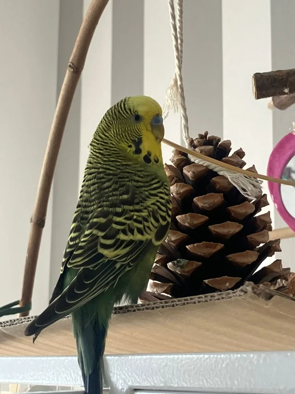 Wellensittich-Bild: Pauli sitzt draußen und knabbert an einem Stock.