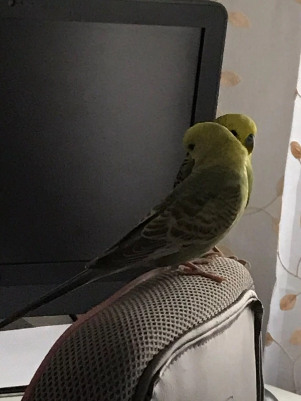 Wellensittich-Bild: Bubi und Bubeliene haben es sich auf meinem Stuhl bequem gemacht.