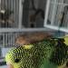 Die leckere Hirse