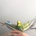 Wellensittich beim Fliegen