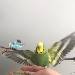 Fliegender Pauli