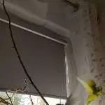 Freiflug der Wellis
