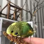 Der kleine Henry auf meinem Finger