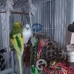 Eli und Babsie zur Schlafenszeit