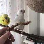 Die beiden niedlichen Wellis
