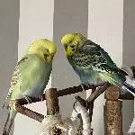 Wellensittich Pärchen 