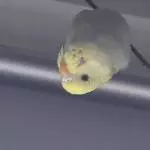 Die Fledermaus