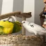 Eli und Basie beim spielen in der Kiste
