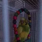 Einzug von Vogel Babsie