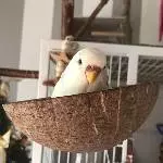 Eli und die Kokosnussschale