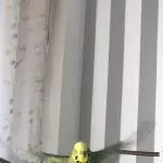 Fliegender Welli