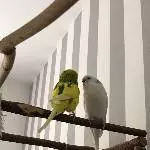 Wellensittich Paar Eli und Babsie 