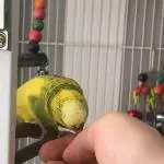 Ich werde von Babsie gepflegt