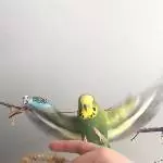 Wellensittich beim Fliegen