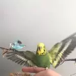 Fliegender Pauli